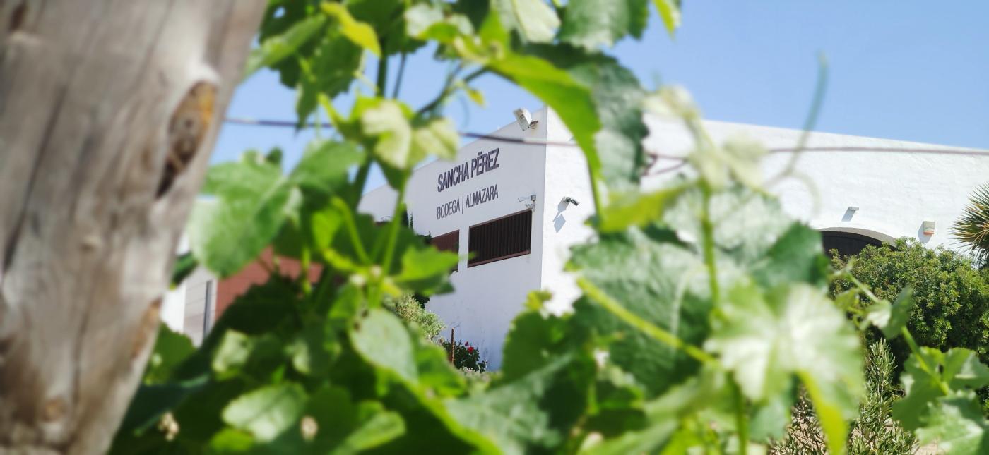 Sancha Pérez: vinos, aceites y conciencia ecológica.